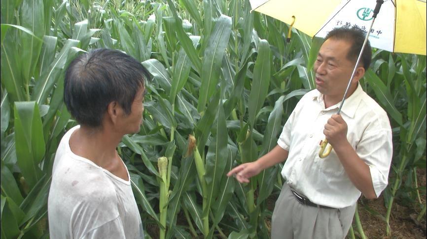 最新農(nóng)作物受災(zāi)情況及影響分析