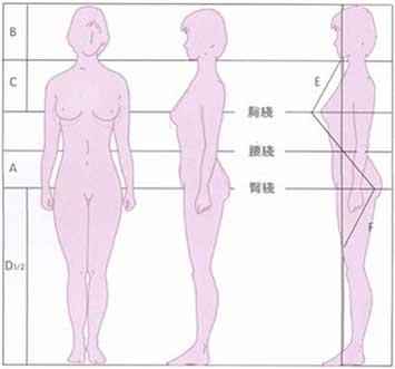 重塑審美認知，最新女生標準身材解析