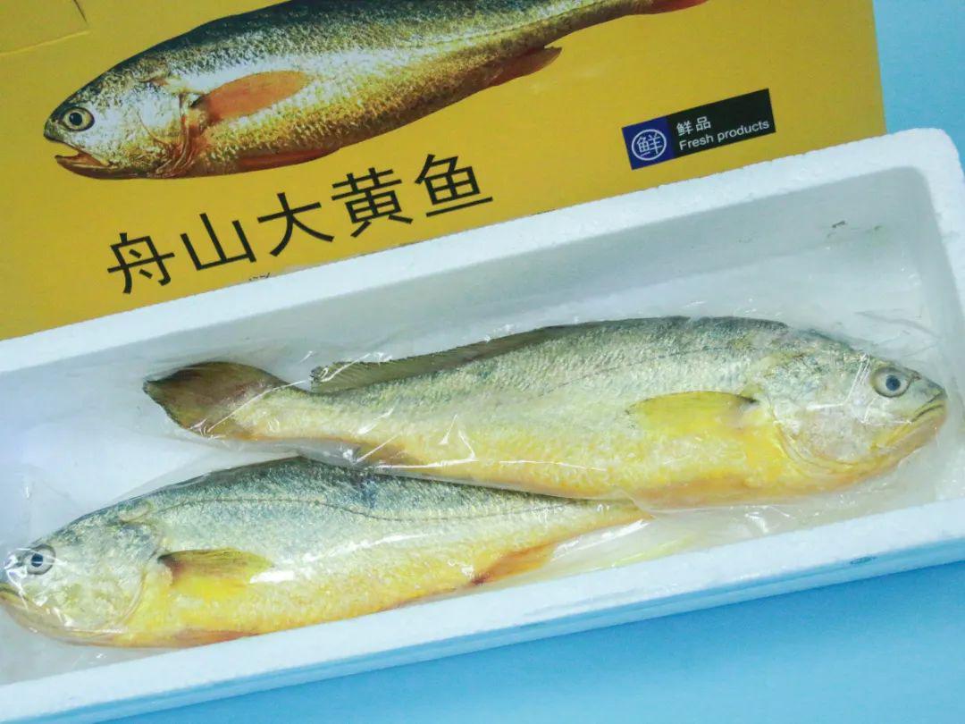 大黃魚最新價格動態(tài)，影響因素與實時價格分析