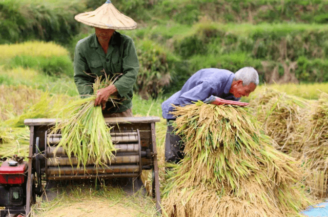 全球糧食危機(jī)最新動(dòng)態(tài)，事件進(jìn)展與影響分析