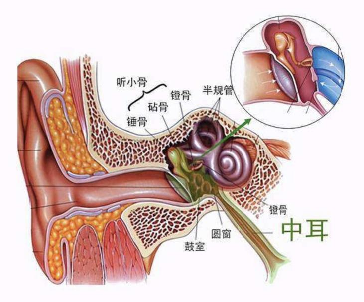 人體最新發(fā)現(xiàn)揭秘未知領(lǐng)域，推動(dòng)醫(yī)學(xué)進(jìn)步探索之旅