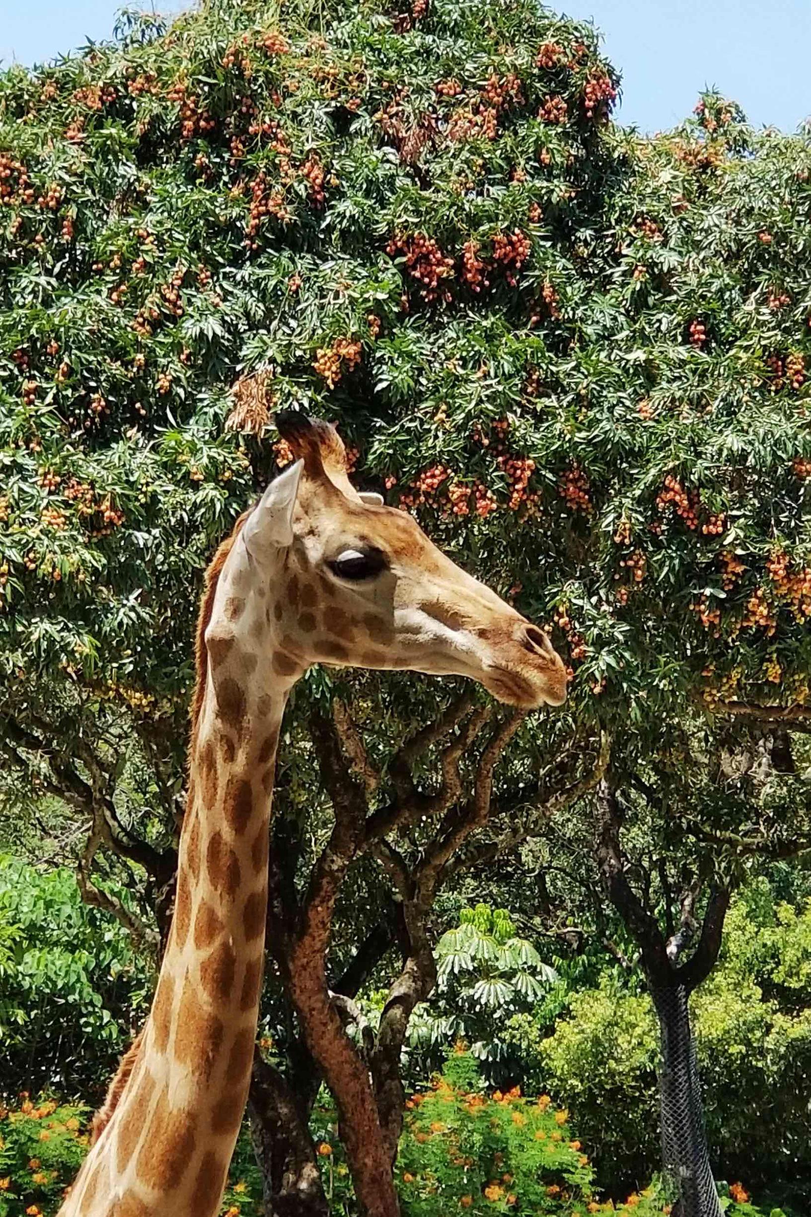 深圳最新動(dòng)物園，自然與科技的和諧融合之旅