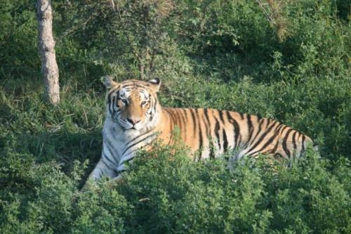 太原動物園最新動態(tài)，創(chuàng)新引領(lǐng)下的動物王國新面貌