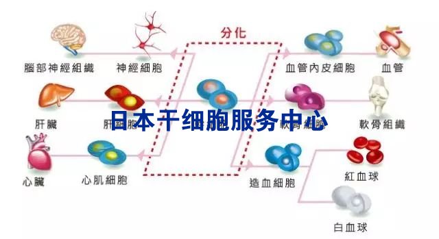 日本最新干細(xì)胞研究的突破與前景展望