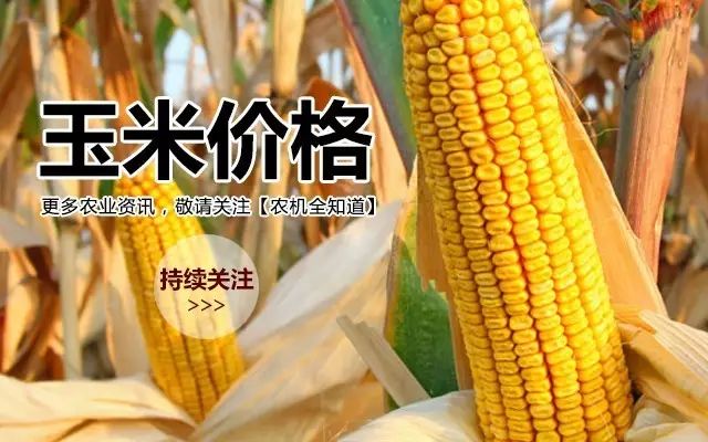 山東玉米最新價格及分析