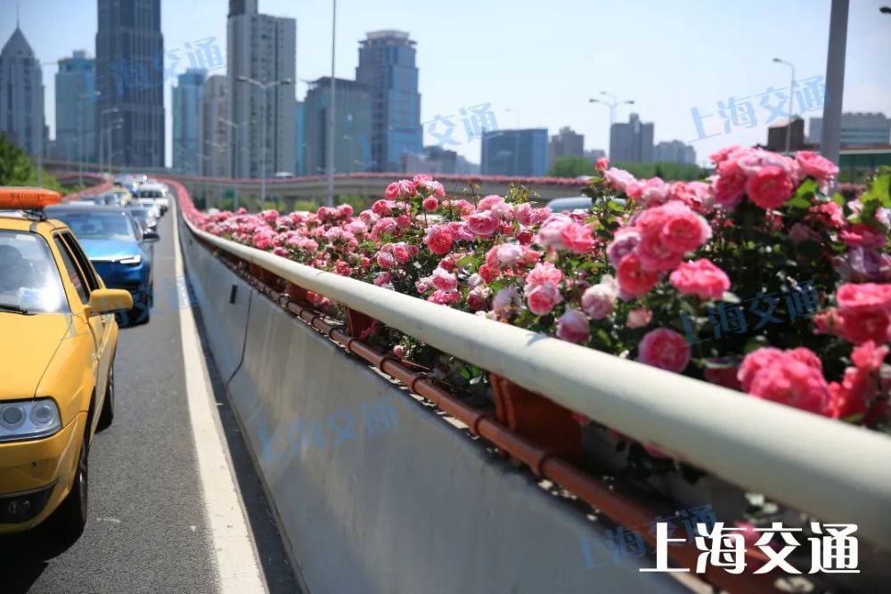 上海高架花盛開，都市中的絢麗風(fēng)景線